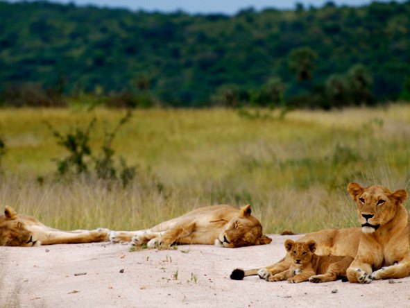 Game-viewing opportunities consist of the permanent hunting grounds of lion, leopard, cheetah and wild dog.