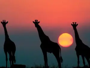 Las jirafas se recortan contra una hermosa puesta de sol rosa y púrpura.