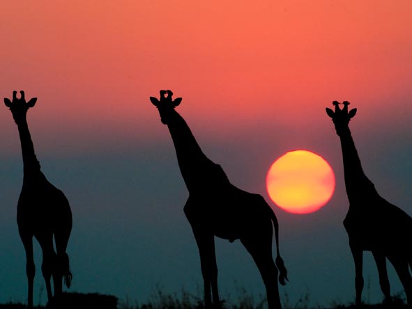 Giraffes stand silhouetted against a beautiful pink and purple sunset.