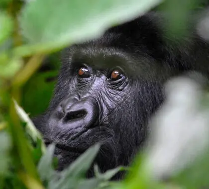 gorilla-in-bwindi-3