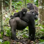 With the right guide, families of western lowland gorillas can be found in the Congo rain forest.
