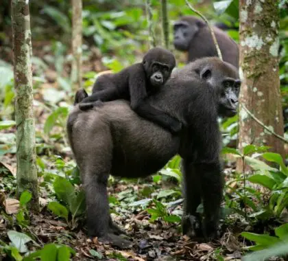 Con el guía adecuado, se pueden encontrar familias de gorilas occidentales de llanura en la selva tropical del Congo.