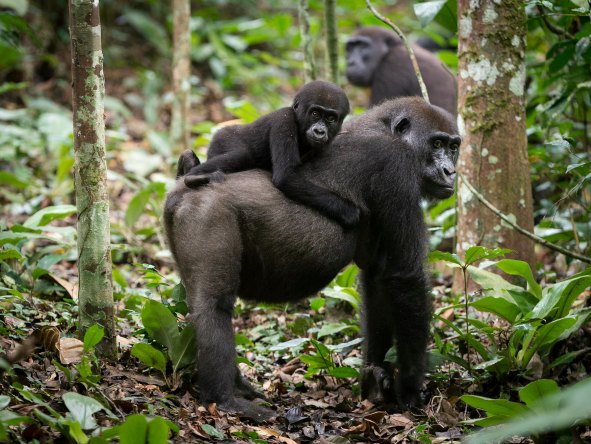 With the right guide, families of western lowland gorillas can be found in the Congo rain forest.
