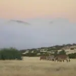 Un grupo reducido de cebras de Hartmann camina por la sabana, con la montaña envuelta en una densa niebla.