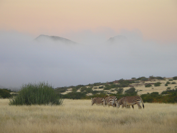 A tight group of Hartmann's mountain zebra walk through the veld, the mountain shrouded in dense mist.
