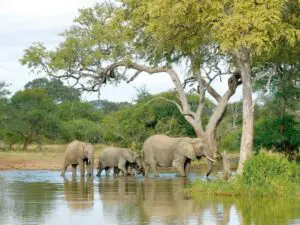 A herd of elephants make their way through the water to the opposite bank.
