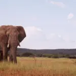 Home to Africa's Big 5, Madikwe's red Kalahari sands lend a rosy glow to its elephants.