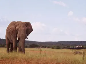 Home to Africa's Big 5, Madikwe's red Kalahari sands lend a rosy glow to its elephants.