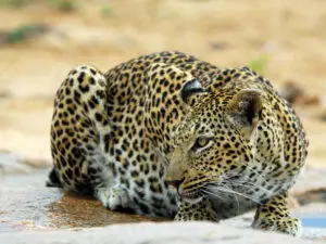 Se considera que Sabi Sands es el mejor lugar de África para ver leopardos, con frecuencia y buena visibilidad.