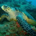 No pierda de vista a las grandes criaturas marinas: las tortugas son comunes, pero también pueden verse tiburones ballena, delfines y mantarrayas.