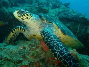 No pierda de vista a las grandes criaturas marinas: las tortugas son comunes, pero también pueden verse tiburones ballena, delfines y mantarrayas.