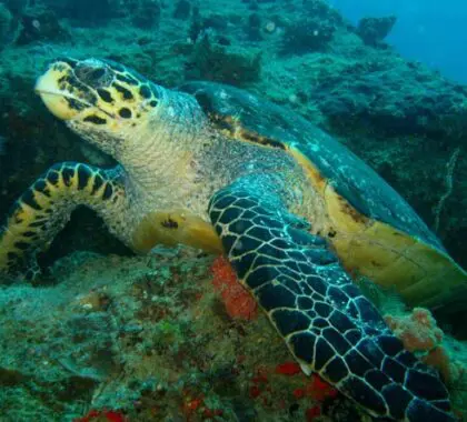 No pierda de vista a las grandes criaturas marinas: las tortugas son comunes, pero también pueden verse tiburones ballena, delfines y mantarrayas.