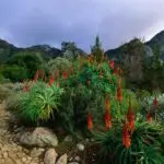 Kirstenbosch ha ganado numerosas medallas de oro en la exposición anual de Chelsea, en Londres, un galardón bien merecido.