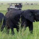 Kubatana Camp is set in a private concession so game vehicles can drive off-road for closer sightings. © Bob Poole
