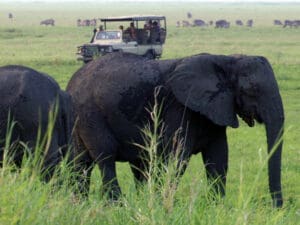 Kubatana Camp is set in a private concession so game vehicles can drive off-road for closer sightings. © Bob Poole
