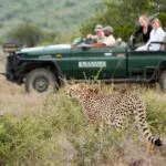 Kwandwe Private Reserve not only has the Big 5 but it's also one of the best places in Africa for cheetah sightings.
