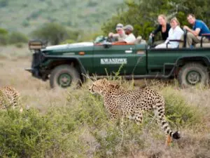 Kwandwe Private Reserve not only has the Big 5 but it's also one of the best places in Africa for cheetah sightings.

