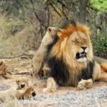Las grandes manadas de antílopes y cebras hacen del Kalahari un paraíso para los grandes felinos, y sus leones se cuentan entre los más grandes de África.