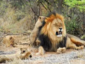 Les grands troupeaux d'antilopes et de zèbres font du Kalahari un paradis pour les grands félins et ses lions sont parmi les plus grands d'Afrique.
