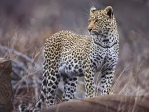 A lone leopard is spotted in the reserve, its alert posture indicating its awareness of prey.
