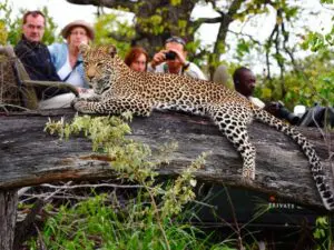 As the Timbavati is within the greater Sabi Sands, leopard sightings are relatively common - although they are still such a reward!
