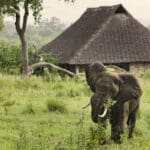 Los lodges del sur y el centro de Tanzania no suelen estar vallados, por lo que es posible que recibas algún que otro visitante.