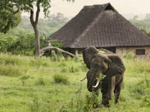 Los lodges del sur y el centro de Tanzania no suelen estar vallados, por lo que es posible que recibas algún que otro visitante.