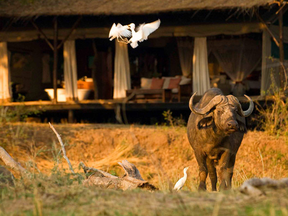 Lower Zambezi lodges overlook water, attracting animals throughout the day & making for easy game viewing.