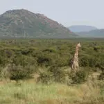 Madikwe's landscape of flat plains, rocky hills & acacaia trees make a perfect home for the full range of classic African animals.