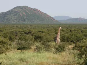 Madikwe's landscape of flat plains, rocky hills & acacaia trees make a perfect home for the full range of classic African animals.