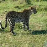 Madikwe's leopards are usually seen in dense, tangled vegetation next to rivers or on hillsides.