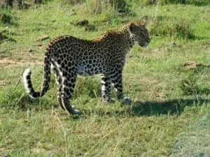 Madikwe's leopards are usually seen in dense, tangled vegetation next to rivers or on hillsides.