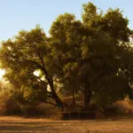 El alojamiento de Mana Pools aprovecha al máximo la sombra que proyectan los enormes árboles ribereños.