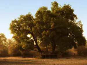 El alojamiento de Mana Pools aprovecha al máximo la sombra que proyectan los enormes árboles ribereños.