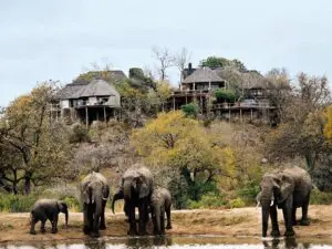 Muchos lodges tienen vistas a una o dos charcas; aquí podrá disfrutar de avistamientos de elefantes de primera categoría desde la comodidad de su propia terraza.