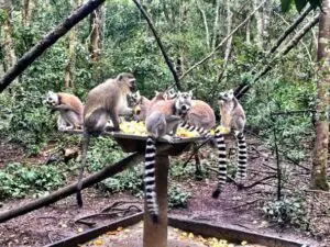 Monkeyland es un santuario itinerante de primates de múltiples especies, situado en The Crags, cerca de Plettenberg Bay.