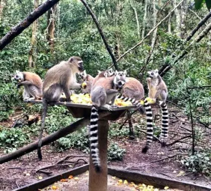 Monkeyland is a roaming multi species primate sanctuary, located in The Crags near Plettenberg Bay.