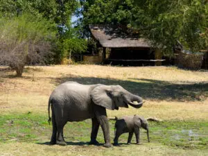 La mayoría de los campamentos se encuentran en zonas salvajes y no están vallados, por lo que puede recibir visitas en cualquier momento.