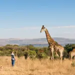 La mayor parte del avistamiento de animales en KZN se realiza en un vehículo 4x4, pero también tendrá la oportunidad de estirar las piernas durante el safari.