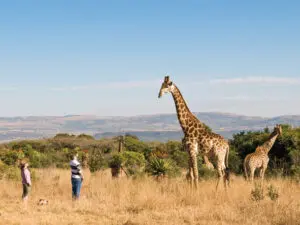 La mayor parte del avistamiento de animales en KZN se realiza en un vehículo 4x4, pero también tendrá la oportunidad de estirar las piernas durante el safari.