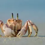 Las playas de las islas de Mozambique suelen estar vacías de gente, pero tendrá que compartirlas con la fauna salvaje.