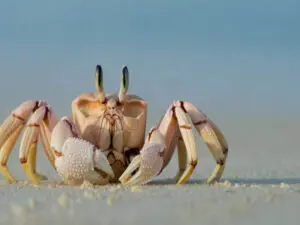 Las playas de las islas de Mozambique suelen estar vacías de gente, pero tendrá que compartirlas con la fauna salvaje.