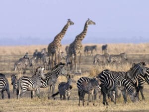 El poco conocido Parque Nacional de Katavi alberga algunos de los mejores avistamientos de animales de Tanzania en temporada seca.