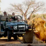 One of Zambia's most game-dense parks, the Lower Zambezi is a great place to see Africa's top predators.