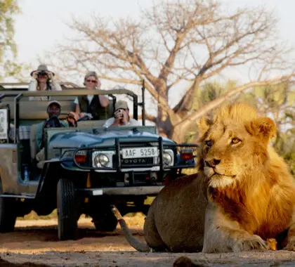 El Bajo Zambeze, uno de los parques con mayor densidad de animales de Zambia, es un lugar ideal para ver a los principales depredadores de África.
