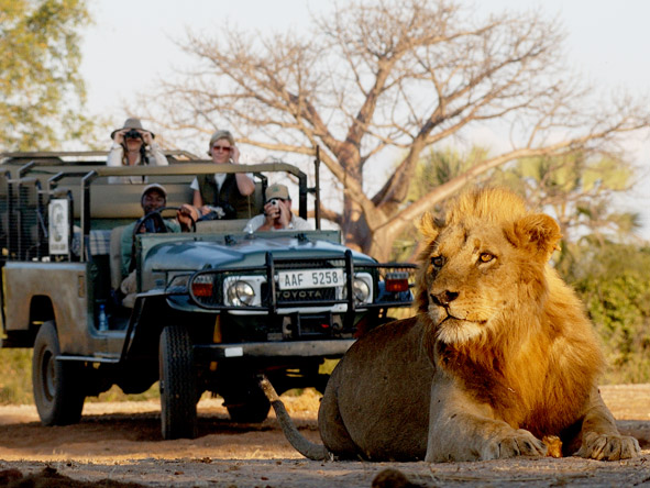 One of Zambia's most game-dense parks, the Lower Zambezi is a great place to see Africa's top predators.