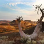Puede encontrarse con plantas especialmente adaptadas al desierto, como ésta en la reserva de Palmwag.