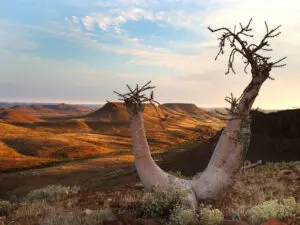 Puede encontrarse con plantas especialmente adaptadas al desierto, como ésta en la reserva de Palmwag.