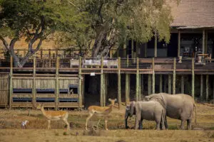 Grab your camera and snap beautiful shots of the wildlife at the adjoining photo hide | Puku Ridge Camp