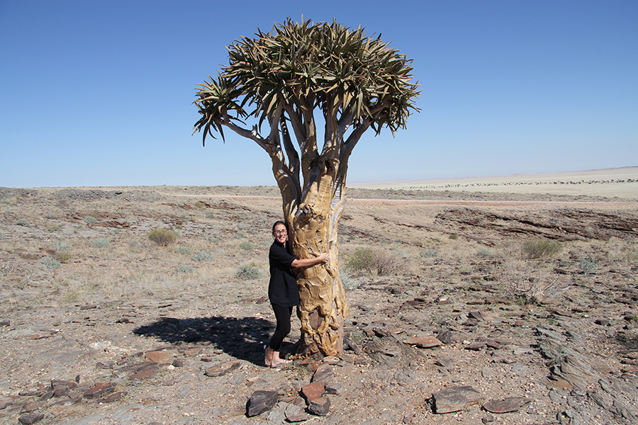 Quiver Tree - Namibia